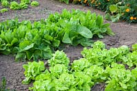 Romaine lettuce and butterhead lettuce, Lactuca sativa var. longifolia Green Cos 