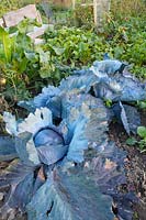 Red cabbage, Brassica oleracea 
