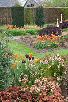 Garden in spring with tulips and wallflower, Tulipa Ballerina, Erysimum cheirii 