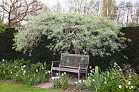 Seating area under ornamental pear, Pyrus salicifolia Pendula 