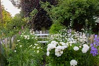 Seating area with daisies and peonies, Leucanthemum vulgare, Paeonia lactiflora 