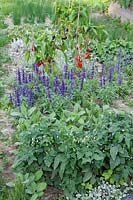 Vegetable patch with tomatoes and peppers 