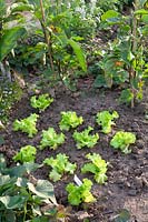 Freshly planted Batavia lettuce Goldorac 