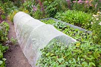 Vegetable garden with protective fleece tunnel in August 