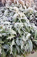 Blechnum spicant with frost 