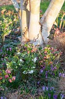 Helleborus orientalis under trees 