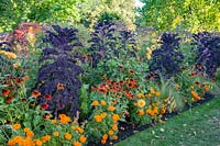 Bed in autumn with kale and marigolds, Brassica oleracea Redbor, Tagetes 