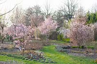 Ornamental cherries in the garden, Prunus subhirtella Pendula Rubra, Prunus Pink Ballerina, Prunus sargentii Charles Sargent, Prunus yedoensis Ivensii, Prunus incisa praecox 