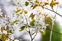 Flowers of the serviceberry, Amelanchier lamarckii 