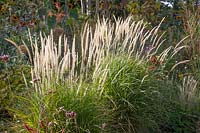 Fountain grass, Pennisetum orientale Fairy Tails 
