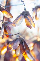 Seed pods of cinnamon maple in winter, Acer griseum 