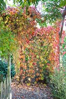 Virginia creeper in autumn, Parthenocissus quinquefolia 