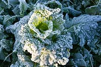 Cabbage with frost 