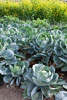 Brussels sprouts and white cabbage in the vegetable garden 