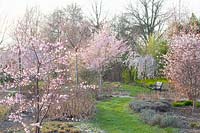Ornamental cherries in the garden, Prunus Pink Ballerina, Prunus sargentii Charles Sargent, Prunus yedoensis Ivensii, Prunus incisa praecox 