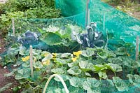 Protective net for cabbage and zucchini 