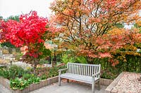 Seating area with maple and serviceberry in autumn, Acer palmatum vitifolium, Amelanchier lamarckii 