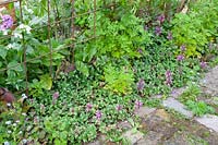 Joint plants, Lamium maculatum, Self seedling Plants, Lamium maculatum 