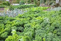 Kale in the vegetable garden, Brassica oleracea 
