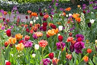 Bed with tulips, Tulipa Havran, Tulipa Ronalso, Tulipa National Velvet, Tulipa City of Vancouver, Lunaria annua 