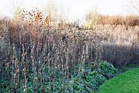 Perennial bed in winter 