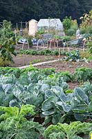 Brussels sprouts and kale in the vegetable garden 