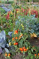 Brussels sprouts and tomatoes in the vegetable garden 