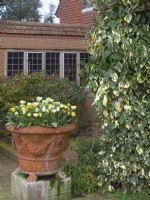 Flowering Hyacinths; Wall flowers and Tulips in container pots with Hedera Sulphur Heart - Ivy - nearby. March  Spring