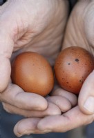 Hens eggs held in a man's hands
