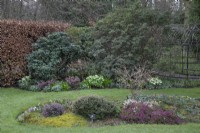 Border of hellebores at Winterbourne Botanic Gardens, February