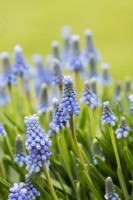Muscari aucheri 'Blue Magic' - Grape hyacinth