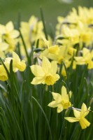 Narcissus 'Yellow Sailboat' - Daffodil