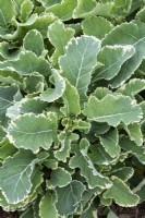 Brassica oleracea var. ramosa 'Daubenton Panache' - Perennial Kale