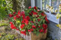 Begonia Nonstop Series - syn. Begonia tuberhybrida 'Non-stop' planted in a old ceramic animal feed trough