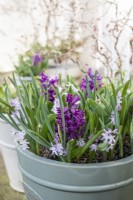 Hyacinthus orientalis 'Miss Saigon' - hyacinth 'Miss Saigon', Scilla liliohyacinthus - Pyrenean squill and  Chionodoxa forbesii 'Rosea' - Glory of the Snow in pale green glazed ceramic container.