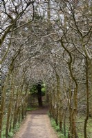 Beech walk at Painswick Rococo Garden in Gloucestershire in March