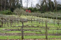 Espaliered fruit trees at Painswick Rococo Garden in Gloucestershire in March