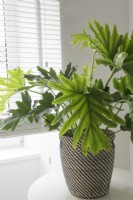 Philodendron selloum - tree philodendron houseplant growing in a woven container