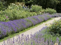 Row of Lavandula angustifolia - English Lavender - beside a path, in foreground Nepeta x faassenii, summer August