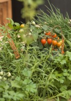 Herb and vegetable mix, summer July