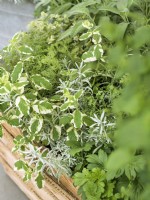 Mentha suaveolens Variegata in a trough with other herbs, summer June