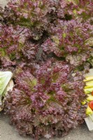 Lactuca sativa var. crispa Rosella, summer August