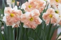 Narcissus 'Apricot Whirl' - Daffodil