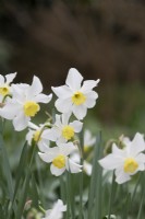 Narcissus 'Sybil' - Daffodil