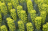 Euphorbia characias 'Wulfenii' - Mediterranean spurge