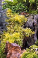 Abies concolor 'Winter Gold' in a rock garden. May