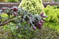 Decorative brunch of Abies procera 'Glauca Prostrata'- Noble fir with young red fruits and blue needles in spring garden. May

