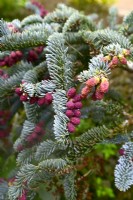 Abies procera 'Glauca Prostrata'- Noble fir with young red fruits and blue needles in spring garden. May
