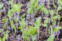 Trachystemon orientalis plants emerging though leaf litter and showing flower. February.