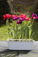 Tulipa 'Red Foxtrot' and Tulipa 'Showcase' planted in white painted metal trough and placed outside on all weather table. March. Spring.
